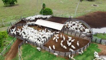 Confinamento bovino deve crescer 55% em 2026, aponta projeção do Imea