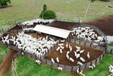 Confinamento bovino deve crescer 55% em 2026, aponta projeção do Imea