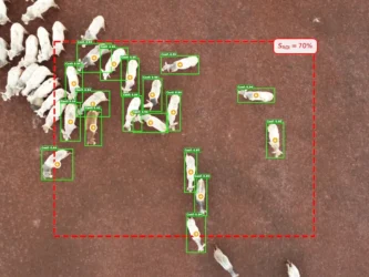 Drones e inteligência artificial revolucionam monitoramento de bovinos e podem reduzir custos na pecuária