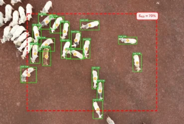 Drones e inteligência artificial revolucionam monitoramento de bovinos e podem reduzir custos na pecuária
