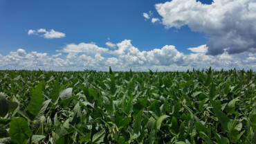 El Niño poderá influenciar projeção da safra 2026 27 de soja em Mato Grosso