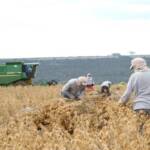 Em 2025, agronegócio empregou mais de 26% da população ocupada no País