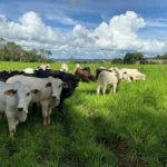 Estudo usa inteligência artificial para prever plantas invasoras em sistemas ILP
