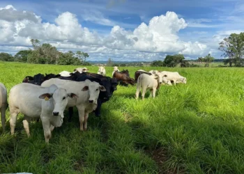 Estudo usa inteligência artificial para prever plantas invasoras em sistemas ILP