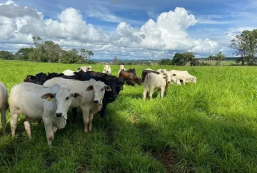 Estudo usa inteligência artificial para prever plantas invasoras em sistemas ILP