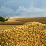 Expectativa de maior demanda global aquece mercado de soja