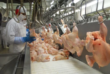 Exportações de carne de aves avançam em abril e devem superar 475 mil toneladas