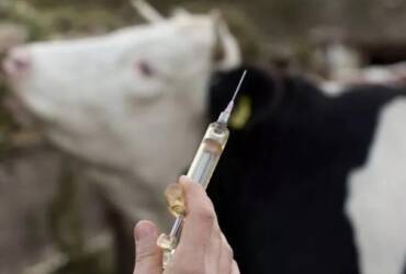 Falta de vacinas expõe risco sanitário e revolta pecuaristas em Mato Grosso