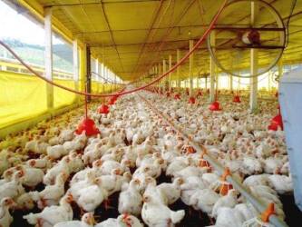 Granja_Arquivo_Idaf