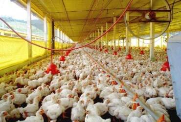 Granja_Arquivo_Idaf
