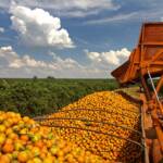 Menor safra 26/27 pode aliviar estoque de suco de laranja