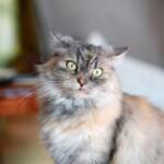 Inteligência artificial vira ferramenta para golpes envolvendo animais desaparecidos