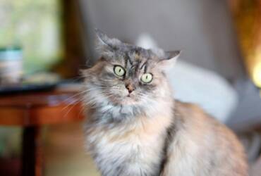 Inteligência artificial vira ferramenta para golpes envolvendo animais desaparecidos   Pexels (1)