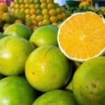 Laranja pera mantém estabilidade em abril, mas acumula forte queda anual