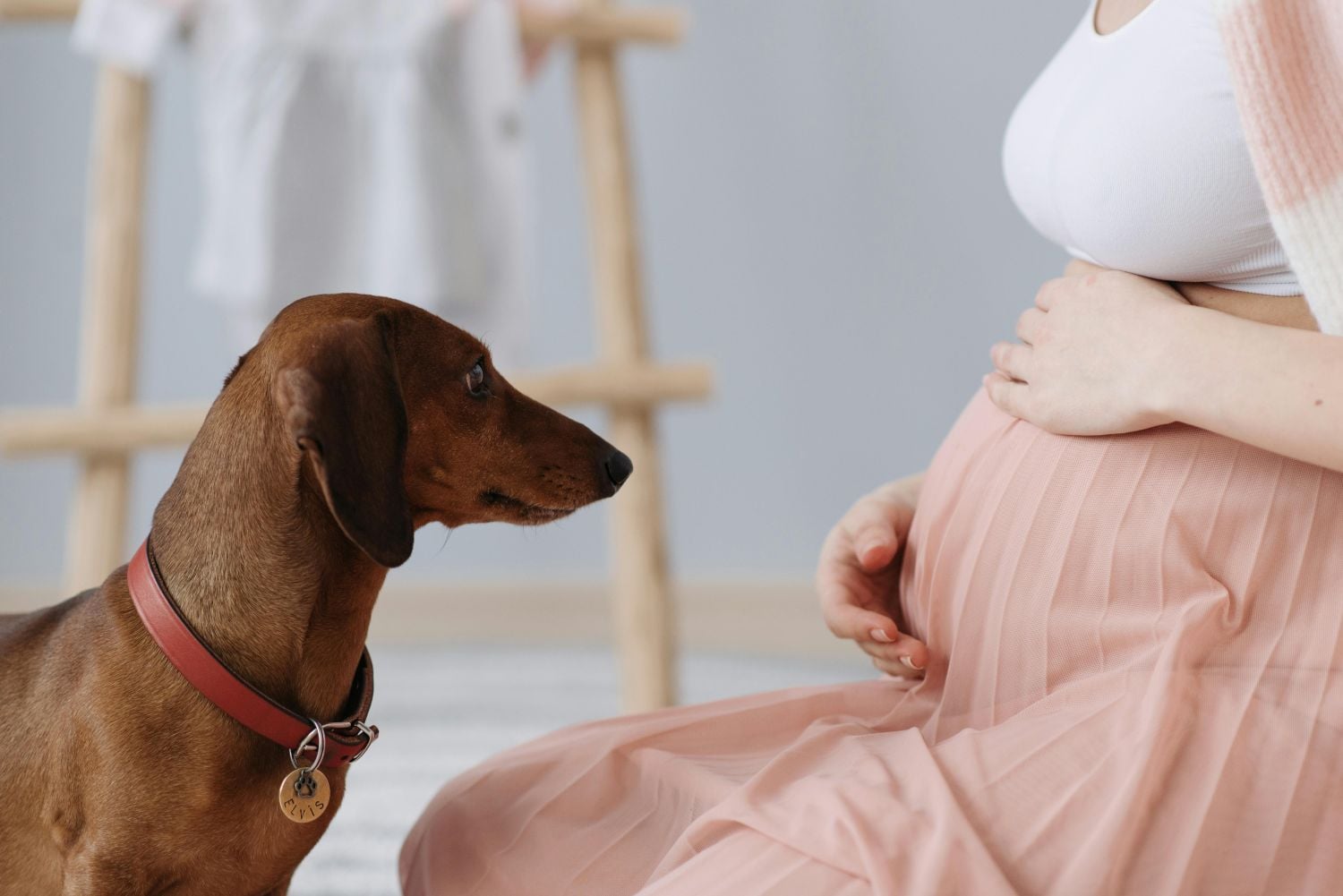 Maternidade multiespécie reacende discussão sobre o papel dos pets nas famílias   Pexels (1)
