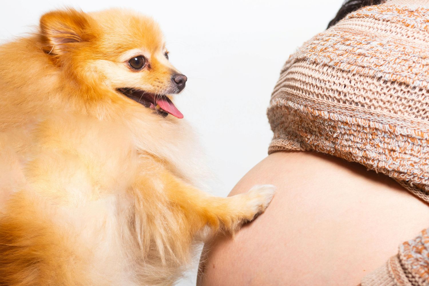 Maternidade multiespécie reacende discussão sobre o papel dos pets nas famílias   Pexels (3)