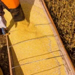 Mato Grosso lidera produção agropecuária com R$ 206 bi