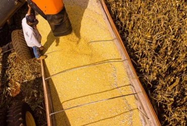 Mato Grosso lidera produção agropecuária com R$ 206 bi