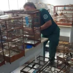 Ibama aplica R$ 1,66 milhão em multas contra o tráfico de aves em Mato Grosso