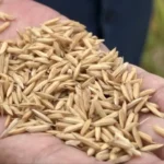 Mercado de arroz no RS fecha abril com negociações travadas, mas preços indicam recomposição