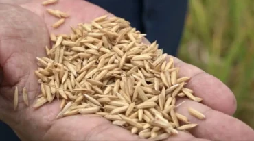 Mercado de arroz no RS fecha abril com negociações travadas, mas preços indicam recomposição