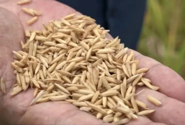 Mercado de arroz no RS fecha abril com negociações travadas, mas preços indicam recomposição