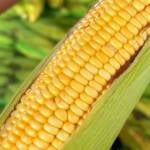 Milho tem negociações pontuais e preços variam conforme região no Brasil