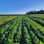 Pesquisa aponta estrutura como alternativa nacional para fertilizantes fosfatados