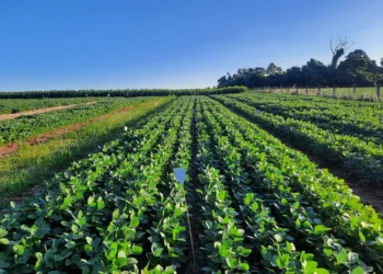 Pesquisa aponta estrutura como alternativa nacional para fertilizantes fosfatados