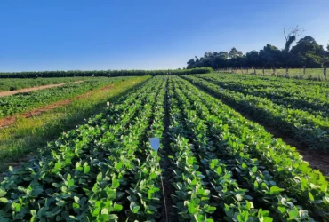 Pesquisa aponta estrutura como alternativa nacional para fertilizantes fosfatados