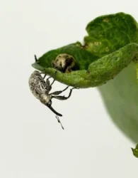 Pesquisa da Fundação Rio Verde busca ampliar eficiência no combate ao bicudo do algodoeiro