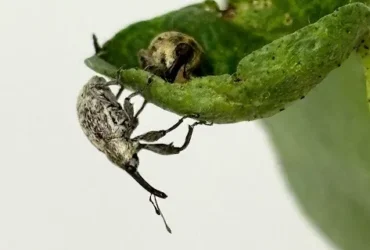 Pesquisa da Fundação Rio Verde busca ampliar eficiência no combate ao bicudo do algodoeiro