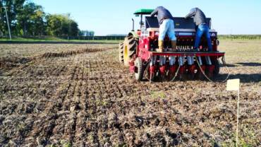 Plantio de trigo avança lentamente no Sul e preços sobem com preferência pelo produto nacional