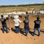 Polícia Civil de Mato Grosso recupera gado furtado em Cocalinho em Araguaiana