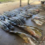 PM apreende 465 kg de peixe ilegal em caminhonete roubada em Várzea Grande