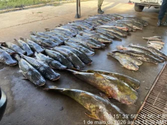 Pescado ilegal em Várzea Grande: 465 kg são apreendidos