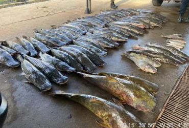 Pescado ilegal em Várzea Grande: 465 kg são apreendidos