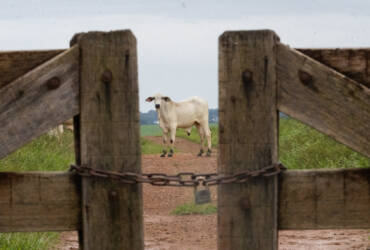 Possível falta de suplemento mineral preocupa pecuária e expõe dependência externa do agro brasileiro