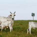 Reposição cara: Preço do bezerro bate recorde e sobe mais que o boi gordo em 2026