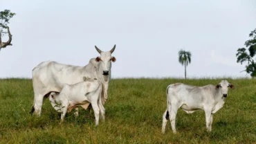 Preço do bezerro