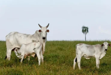 Preço do bezerro