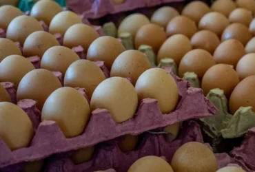 Preço dos ovos reage em maio com alta de até 10% e melhora na demanda