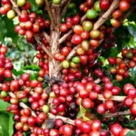 Produção de café do Brasil deve bater recorde histórico em 2026, projeta Conab