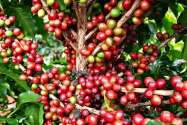 Produção de café do Brasil deve bater recorde histórico em 2026, projeta Conab
