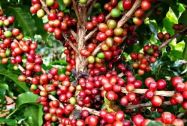 Produção de café do Brasil deve bater recorde histórico em 2026, projeta Conab