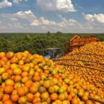 Safra de laranja deve cair com bienalidade e avanço do greening, aponta mercado