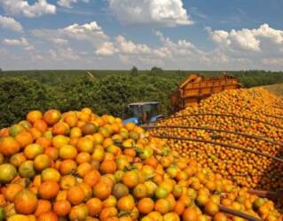 Safra de laranja deve cair com bienalidade e avanço do greening, aponta mercado
