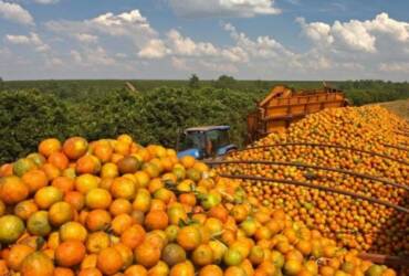 Safra de laranja deve cair com bienalidade e avanço do greening, aponta mercado