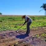 Sorriso celebra Dia do Trabalhador Rural com reforço em microcrédito e expansão de mercado para a agricultura familiar