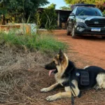 Polícia Civil deflagra operação contra “tribunal do crime” comandado por vídeo em Tabaporã